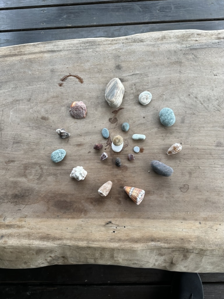 Shells and beach stones arranged on a slab of driftwood