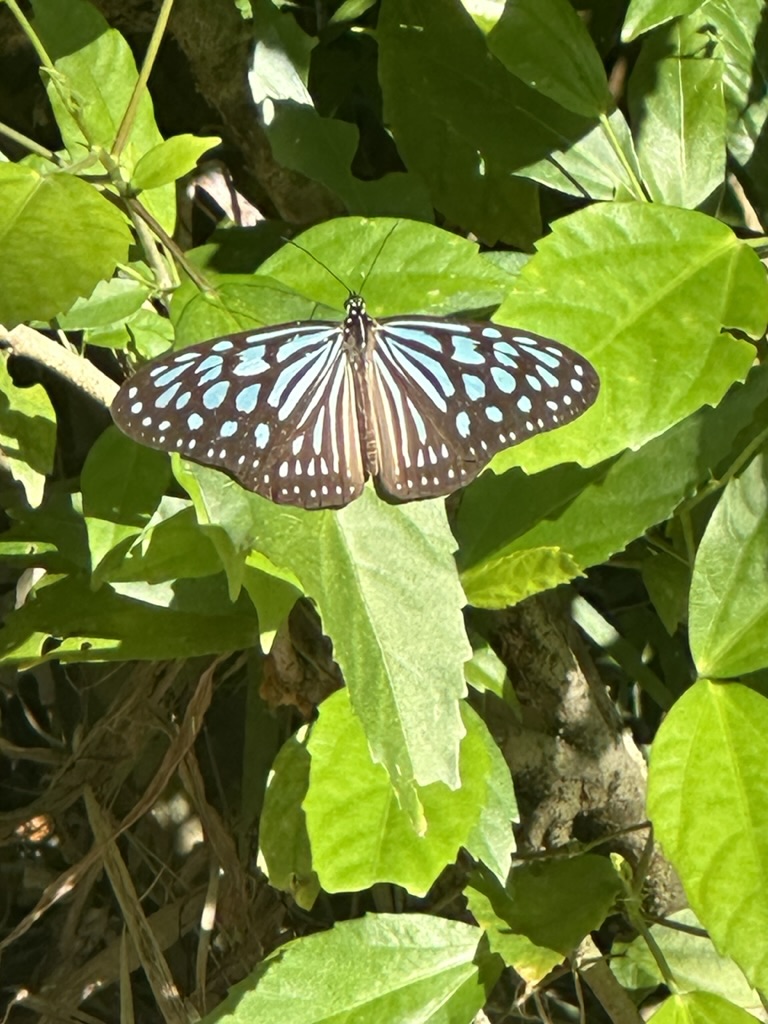 Blue tiger butterfly resting on jungle leaves