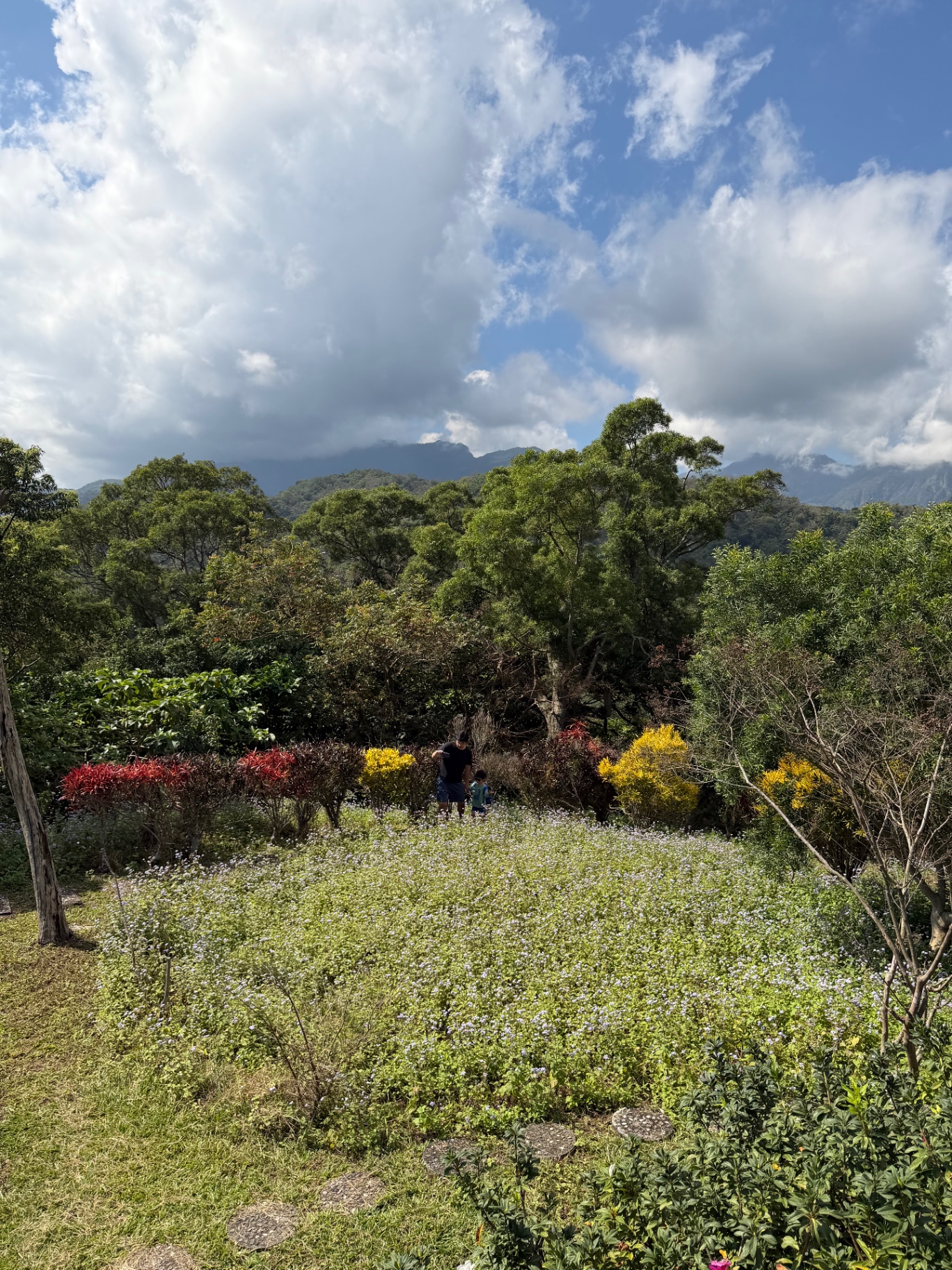 Wildflower field with mountains and drifting clouds beyond